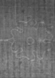 Wasserzeichen FR7600-705_125