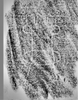 Wasserzeichen DE0960-Mlf256_206r