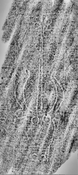 Wasserzeichen DE0960-Mlf256_381r
