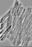 Wasserzeichen DE0960-Mlf256_347r