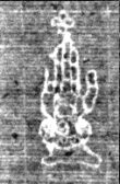 Wasserzeichen FR7600-543_117