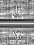 Wasserzeichen FR7600-397_3