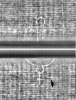 Wasserzeichen FR7600-397_34