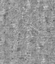 Wasserzeichen IS5000-02-0110_6v