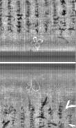 Wasserzeichen FR7600-300_1