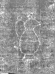 Wasserzeichen IS5000-02-0156_18v