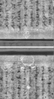 Wasserzeichen FR7600-300_229