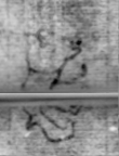 Wasserzeichen DE5580-Muspr35Tenor_D1