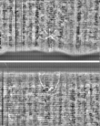 Wasserzeichen FR7600-344_4