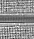 Wasserzeichen FR7600-368_98