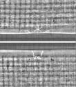 Wasserzeichen FR7600-368_100