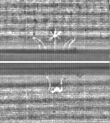Wasserzeichen FR7600-368_120