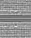 Wasserzeichen FR7600-368_121