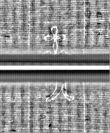 Wasserzeichen FR7600-559_77