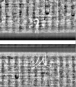 Wasserzeichen FR7600-559_100
