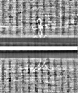 Wasserzeichen FR7600-559_101