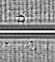 Wasserzeichen FR7600-559_124