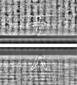 Wasserzeichen FR7600-559_135