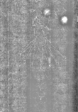 Wasserzeichen IS5000-02-0163o_7v
