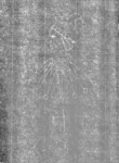Wasserzeichen IS5000-02-0163r_29r