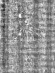 Wasserzeichen IS5000-02-0209_92v