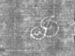 Wasserzeichen IS5000-02-0210_2v