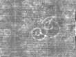 Wasserzeichen IS5000-02-0210_4v