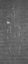 Wasserzeichen DE8100-CodMed25_65