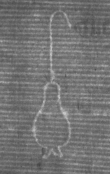 Wasserzeichen DE8100-CodMed225_5