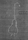 Wasserzeichen DE8100-CodMed225_2