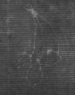 Wasserzeichen DE8100-CodMed225_14