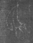 Wasserzeichen DE8100-CodMed225_24