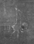 Wasserzeichen DE8100-CodMed225_15