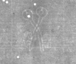 Wasserzeichen DE8100-CodMed46_255