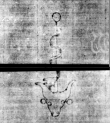 Wasserzeichen DE5580-4Muspr167Beibd1Bassus_C1