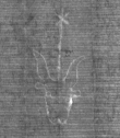 Wasserzeichen DE8100-CodMed233_58