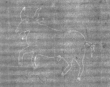 Wasserzeichen DE8100-CodMed233_80