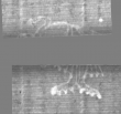 Wasserzeichen DE5025-Philos14_47