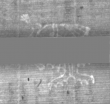 Wasserzeichen DE5025-Philos14_48