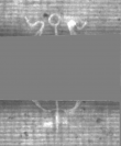 DE5025-tl171_93 - Typ:0 - ID: 168940 - Eintrag Nr.: 25 Wasserzeichen DE5025-tl171_93