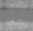 Wasserzeichen DE5025-tl172_41