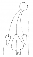 Wasserzeichen DE4860-Rep_II_113_114