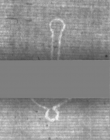 Wasserzeichen DE5025-tl172_177