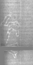 Wasserzeichen DE5025-tl188_396