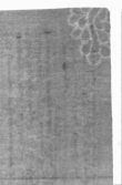 Wasserzeichen DE5025-tl188_62