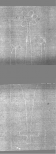 Wasserzeichen DE5025-Philol5_13