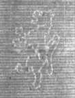 Wasserzeichen DE5025-Math01_21