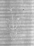Wasserzeichen DE5025-Math01_45
