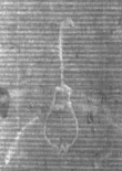Wasserzeichen DE5025-Math01_78