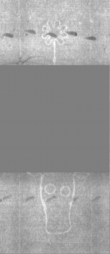 Wasserzeichen DE5025-Philol3_267